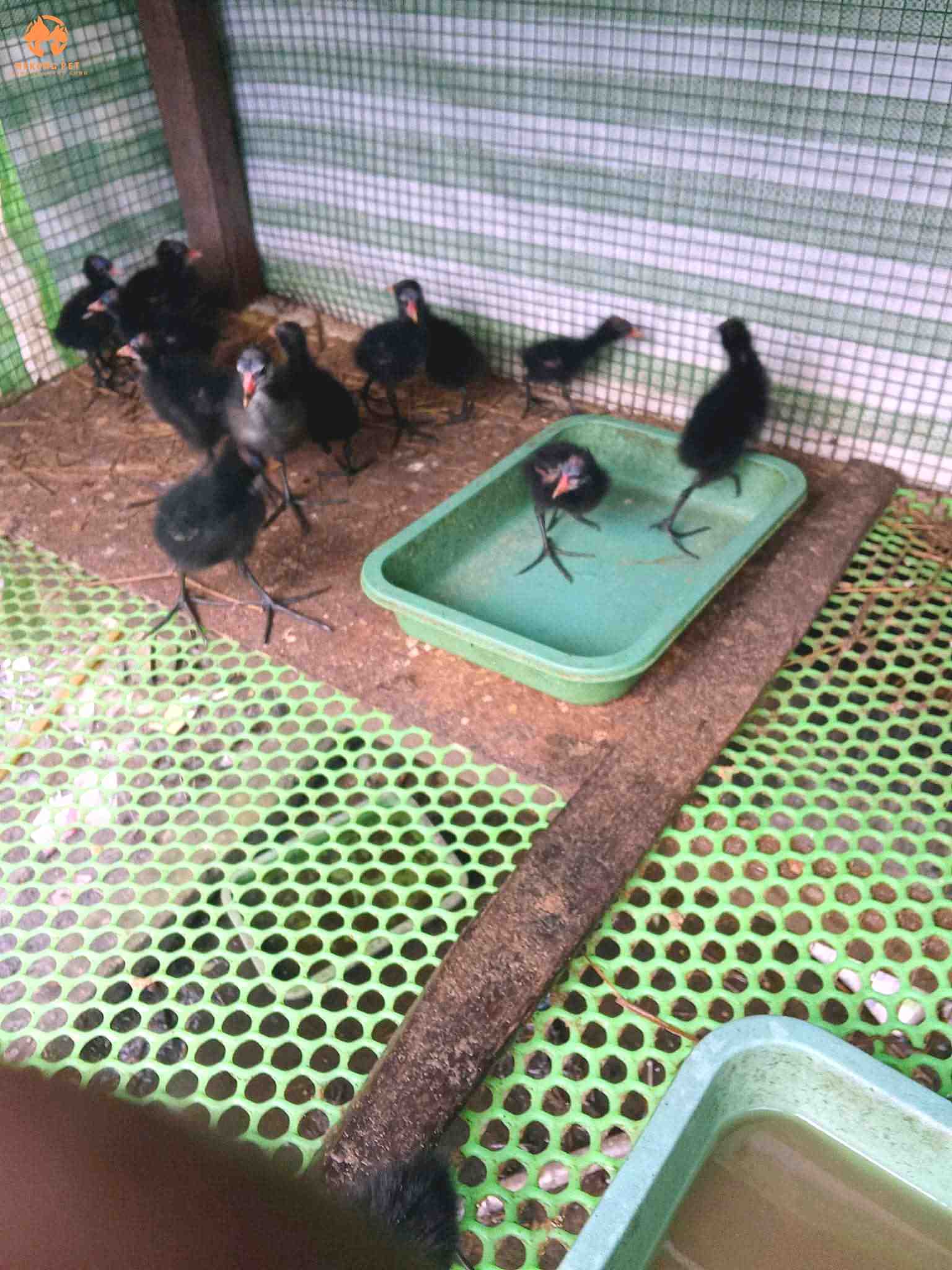 Mua Bán Chim Trích Ré Giá Tốt, Chất Lượng Uy Tín